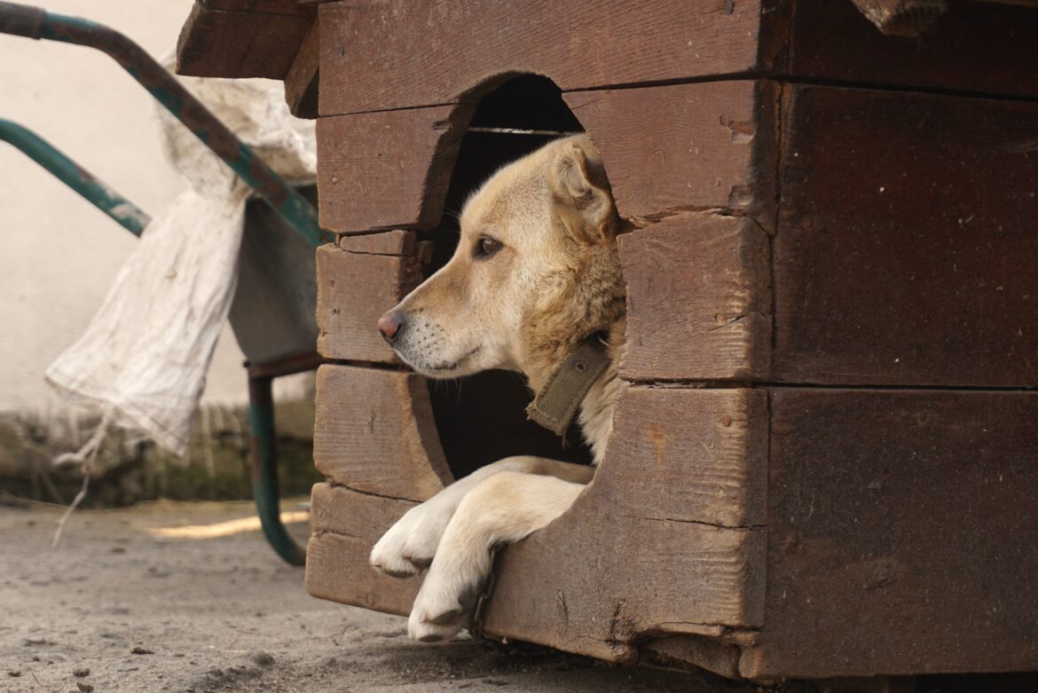 Unhappy dog in dog house