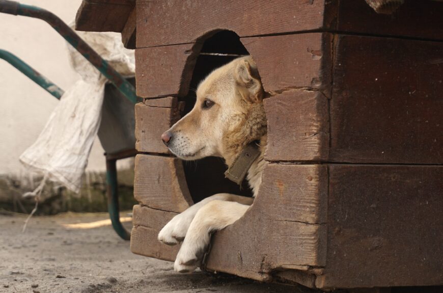 Unhappy dog in dog house