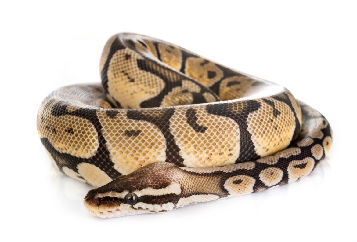 Coiled python
