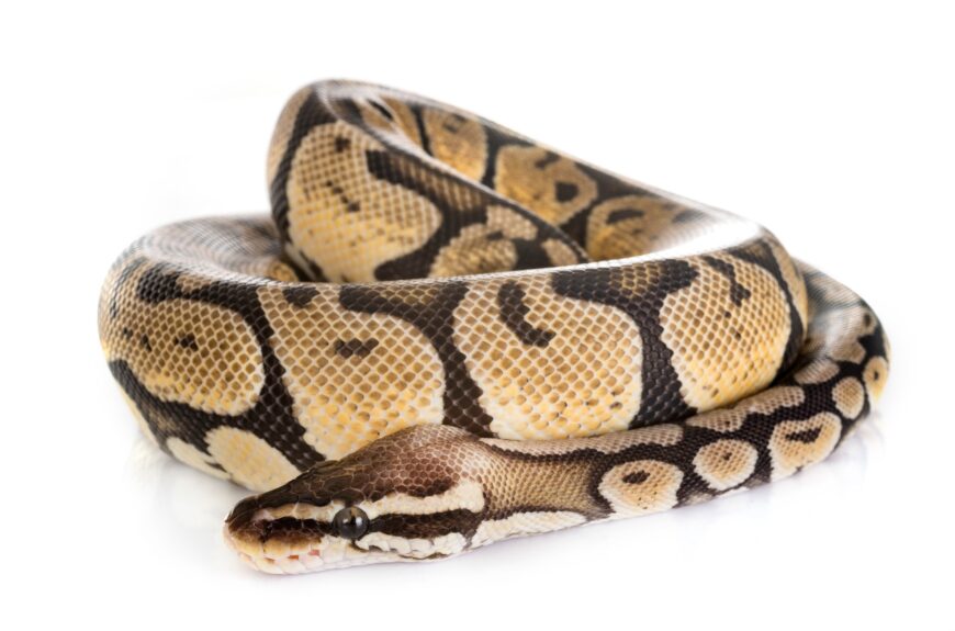 Coiled python