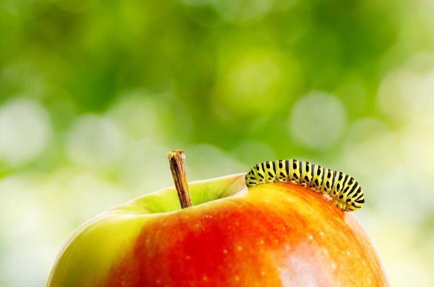 A caterpillar about to eat an apple